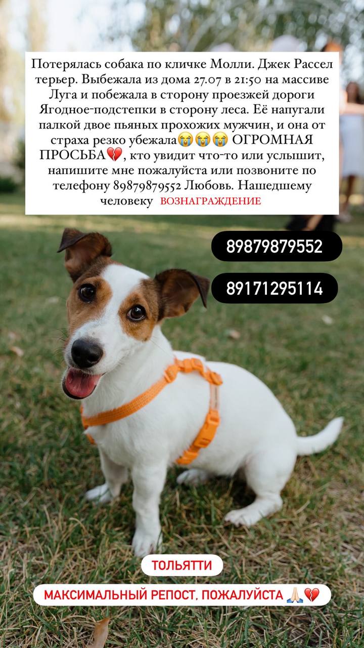 Потерялась собака!